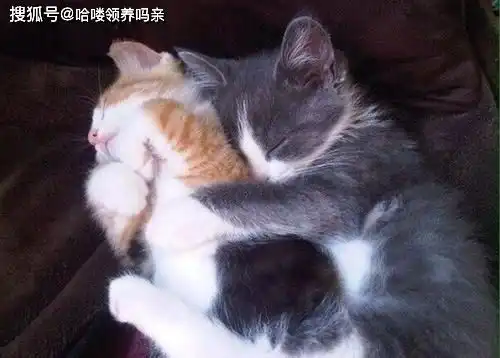  前方高能,大型七夕节撒猫粮狗粮现场,今天铲屎官柠檬了吗