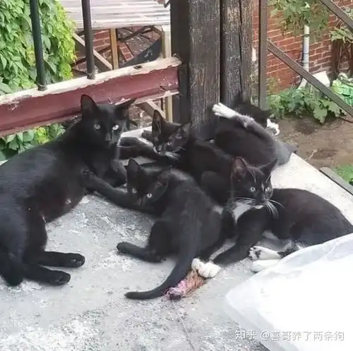  曾经喂过一次的流浪猫,带着一家老小前来投奔了