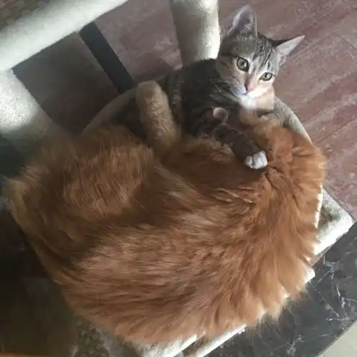  家里的两只猫,莫名喜感