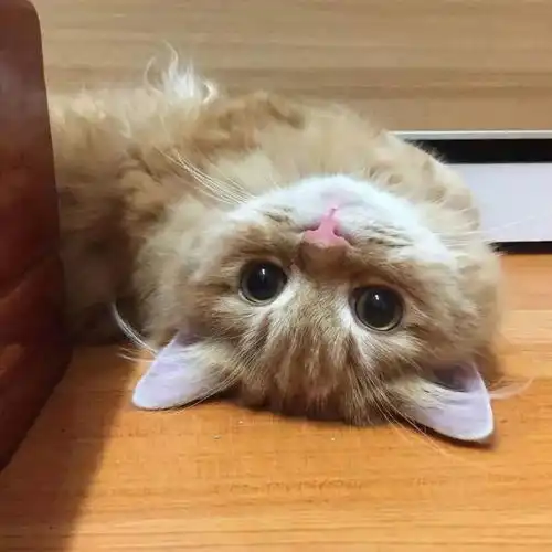  严肃脸的橘子