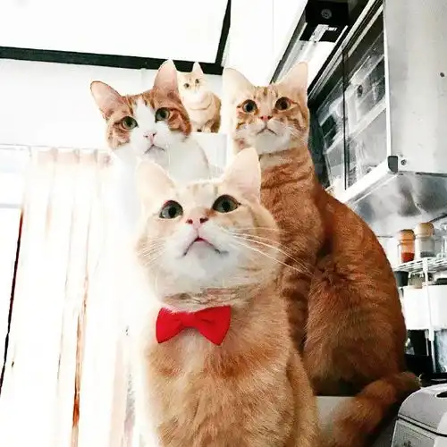  养两只橘猫,家里是有矿吗看到最后我发现我错了...