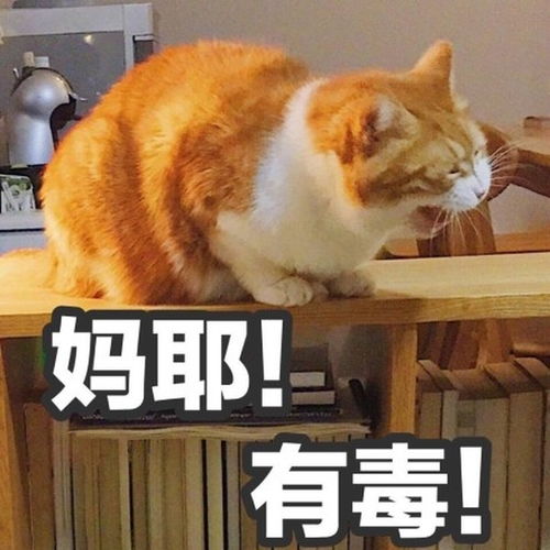  沙雕请集合,我预测暑假作业还没写完