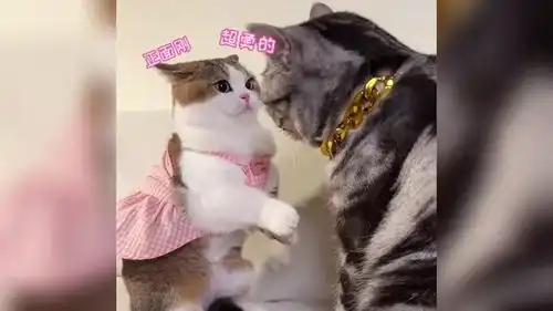  全网最喜欢秀恩爱的猫情侣狗粮还没吃完又被撒了一堆猫粮