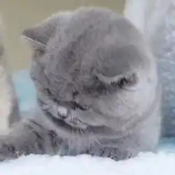  怎么把这只猫的颜色弄成黄色的