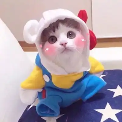 情侣头像小猫一对