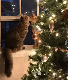  形影不离的猫咪cp,被主人拍到偷偷接吻