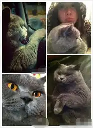  张馨予抱猫自拍示爱李晨我得相思病了图