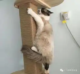 两只猫咪图片情侣头像公