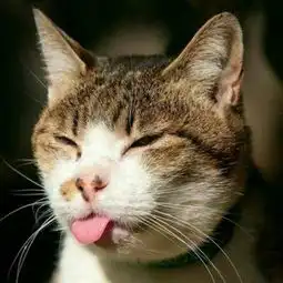  一只猫和一只狗的情侣头像