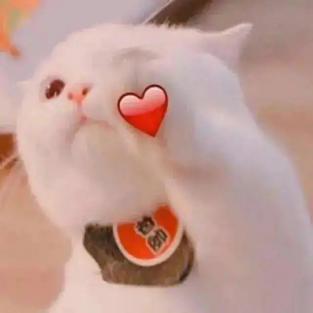  猫咪情侣头像