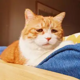  这一波,全是猫