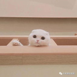  2109好看的qq头像,女生,闺蜜,情侣头像