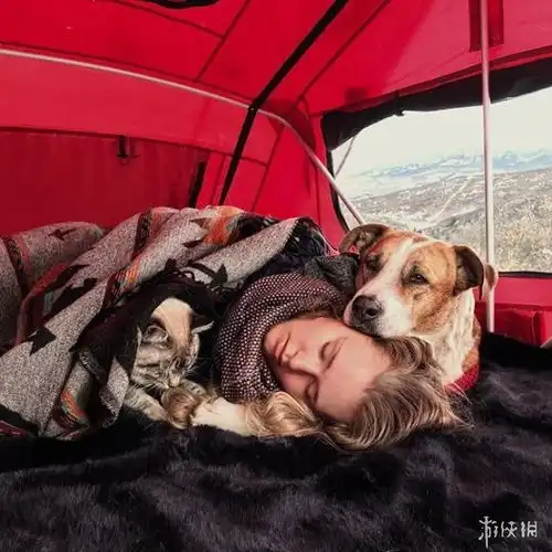  这对感情好到爆的猫狗感动不少网友竟然令人很羡慕