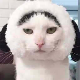  猫咪情侣头像一对两张2018我们可以一起祸害苍生