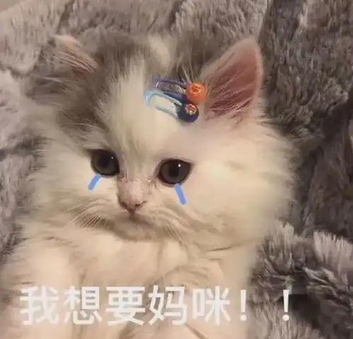  当网友问妈妈他的猫在那边习不习惯时,妈妈直接回了一张照片