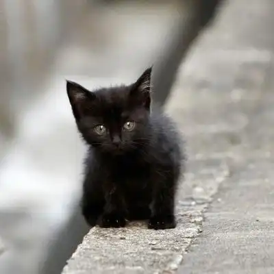  猫萌萌哒头像,可爱的小猫咪分享给用小猫做头像的女生