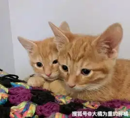  4只小猫被丢在街上,围观路人只看不帮,却是情侣吵架使小猫遭殃