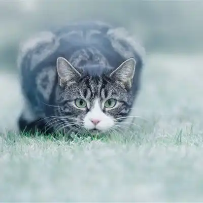  微信小猫头像,草地里玩耍的猫咪图片