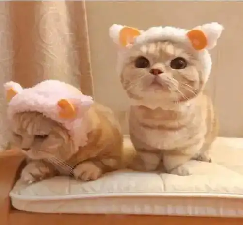 高清可爱猫猫情侣头像