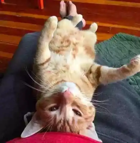  克服过敏收养两只猫,它们却爱上自动喂食器,还给喂食器送礼物