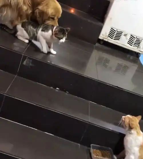  送流浪橘猫猫粮,主子不乐意了,金毛忙劝回猫咪我把狗粮都给你