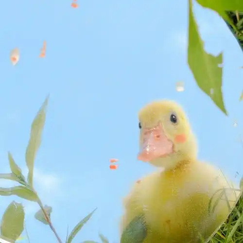 小刘鸭情侣头像刘小鸭