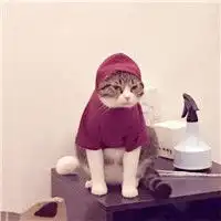  动物搞笑情侣头像,猫狗的两只狗狗的还有小猪的