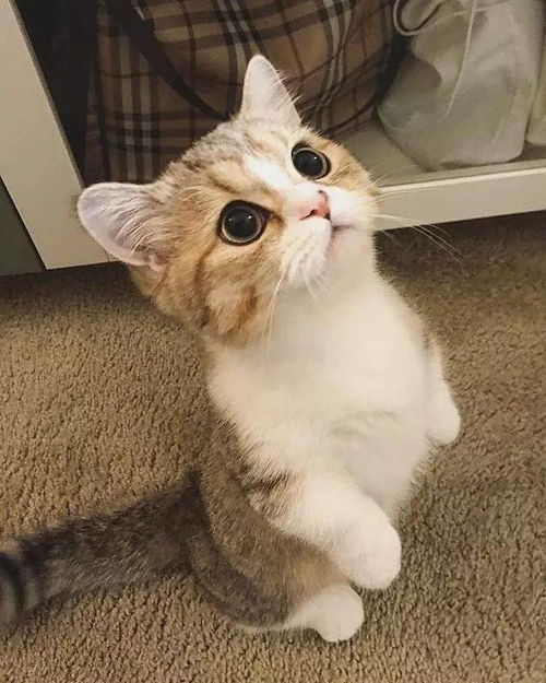  6月猫咪头像小奶猫可爱萌萌哒