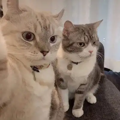  我们一起喵喵喵可爱情侣猫猫头像