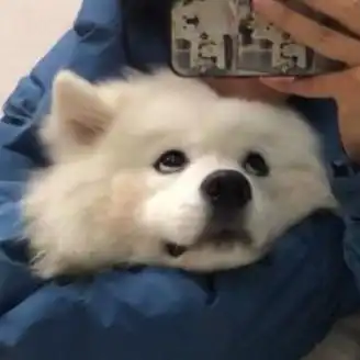  可爱的动物头像