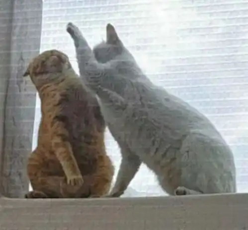  橘猫强行将女票白猫搂入怀里索亲亲,下一秒的遭遇堪称刻骨铭心
