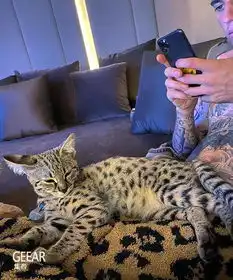  为何因为这两只小猫,贾斯汀比伯夫妇被环保组织指行为不当