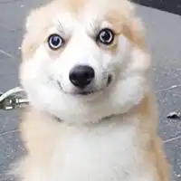  情头狗狗头像动物狗狗情头一人一张