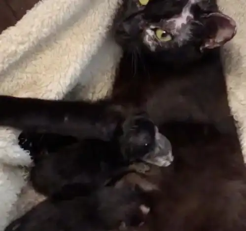  两只流浪猫彼此相伴,有了小猫后更加不愿分开,最后双双被收养