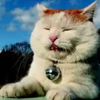 抱猫的情侣头像主人