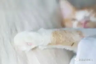 情侣猫头像超萌一对壁纸
