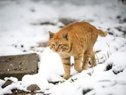  情侣因搬家丢弃两只猫咪,导致猫被活生生饿死