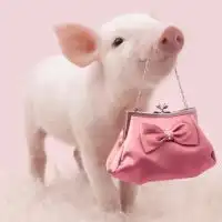  宠物小猪微信头像图片微信头像图片大全