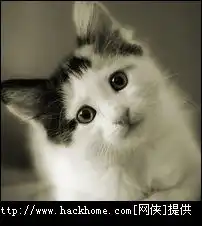  超萌的喵星人小猫qq头像大全
