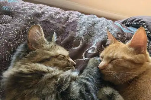  猫咪一生的5个心愿,你若做到了,说明你是个好主人