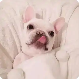 狗狗情侣头像一对畅游美