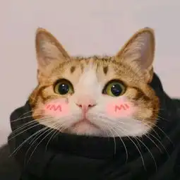  可爱猫猫情侣头像一对两张