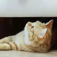  柴犬荡秋千情侣头像一左一右