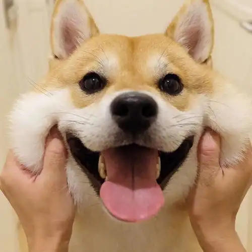 男女抱柴犬情侣头像