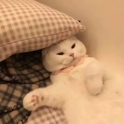  头像今日,宜吸猫