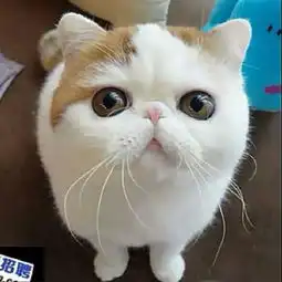  求一款和该图匹配的情侣猫咪头像,这叫异国短毛猫