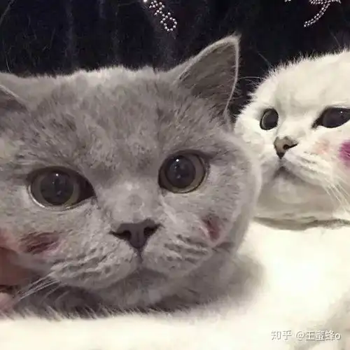  可爱情头