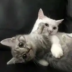  3组最近非常火的猫咪情侣头像