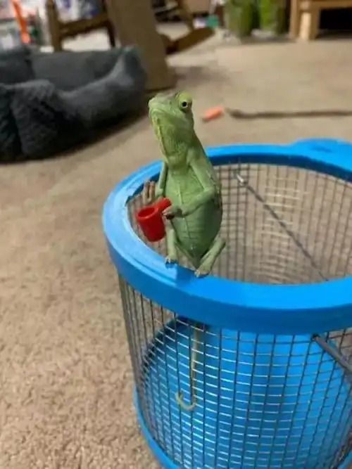  买的猪肉能吃吗,怎么有人肉的既视感哈哈哈越看越不对劲