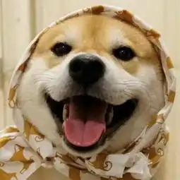  萌犬情侣微信头像1